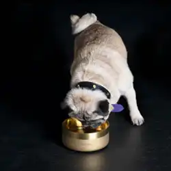 Pet Accessories